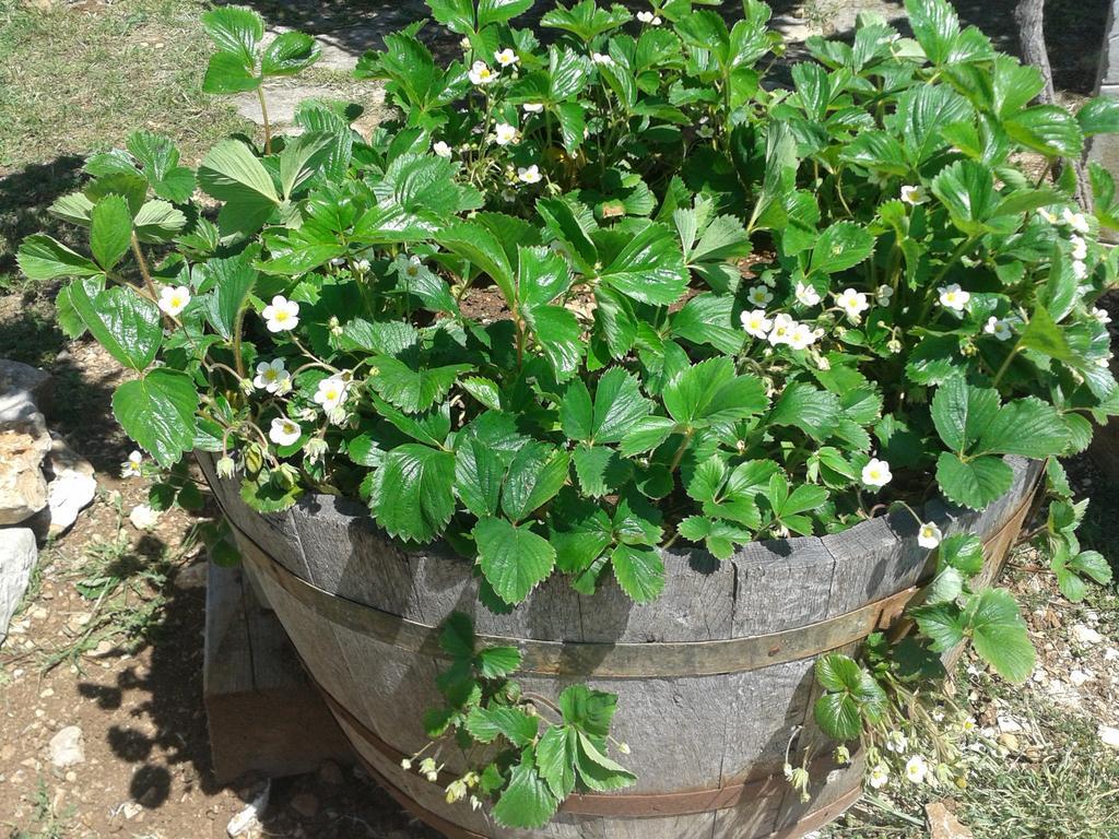 Country House Peace Drinovci المظهر الخارجي الصورة